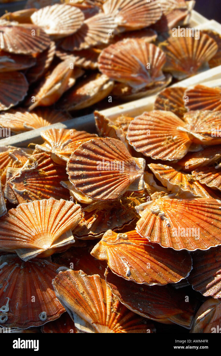 Scallops being landed off a fishing boat Stock Photo