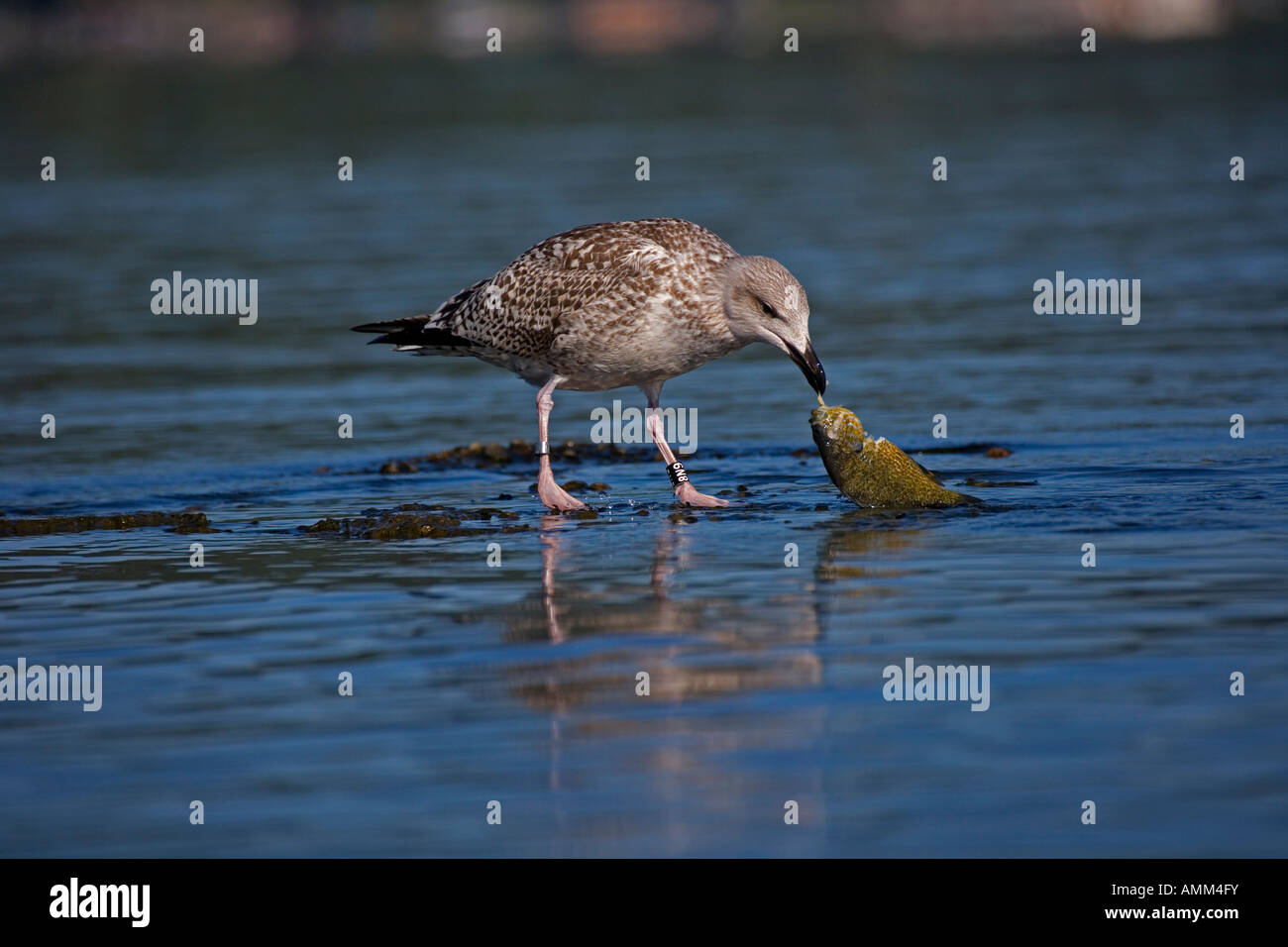 Black banded sunfish hi-res stock photography and images - Alamy