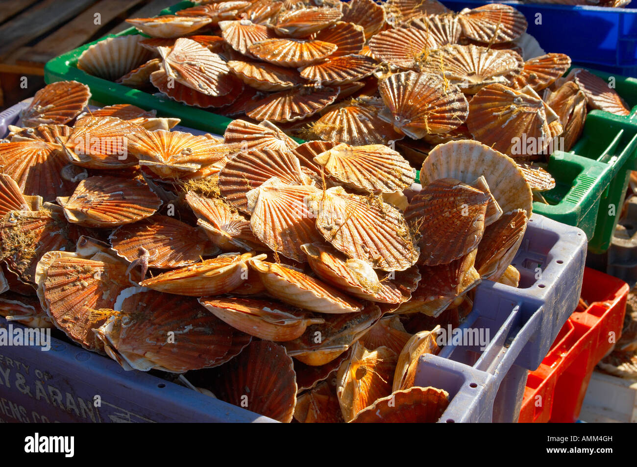 Fresh live scallops being landed off a fishing boat in Honfleur harbour, France Stock Photo