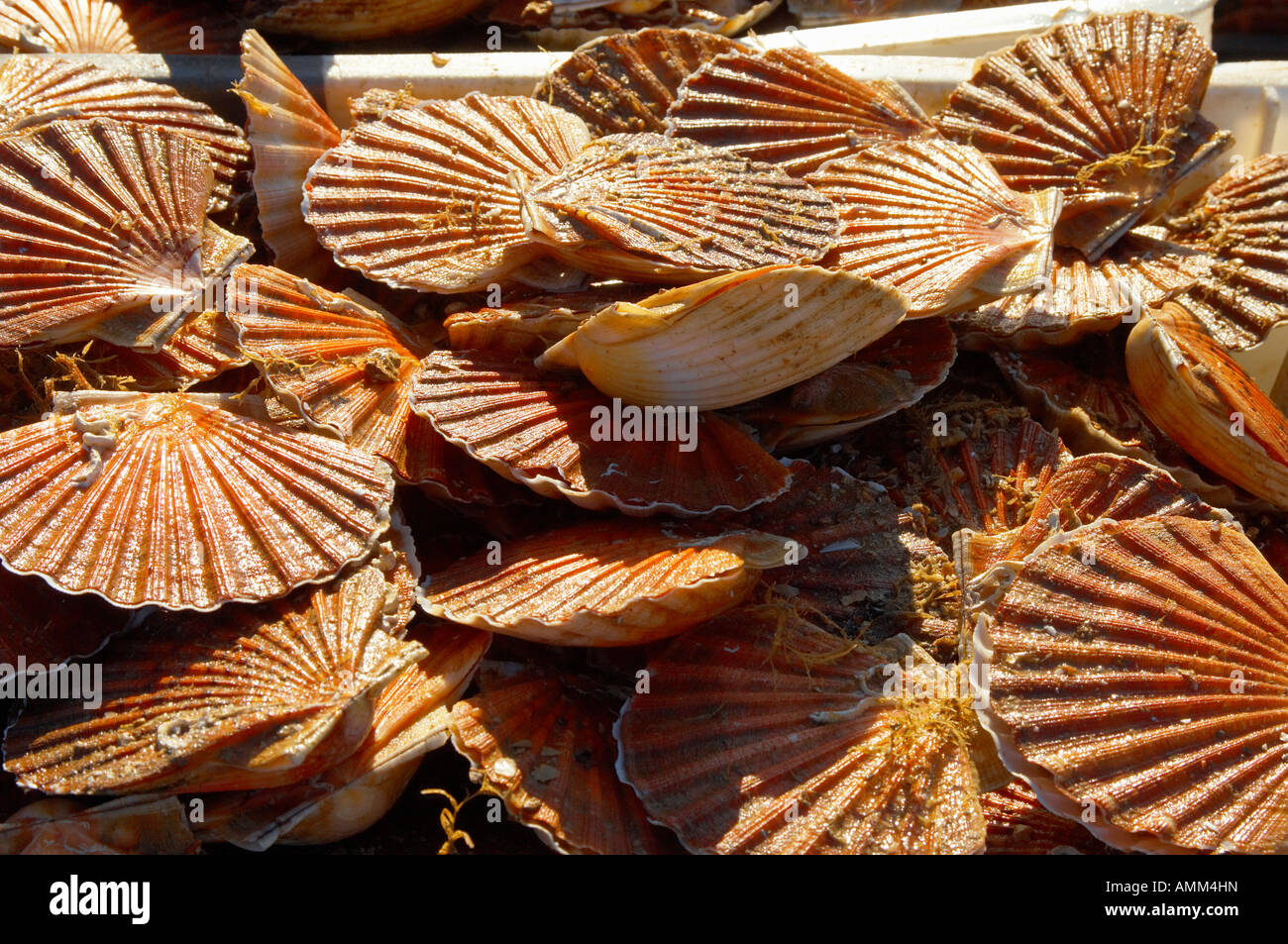 Scallops in shells being landed off a fishing boat. Stock Photo