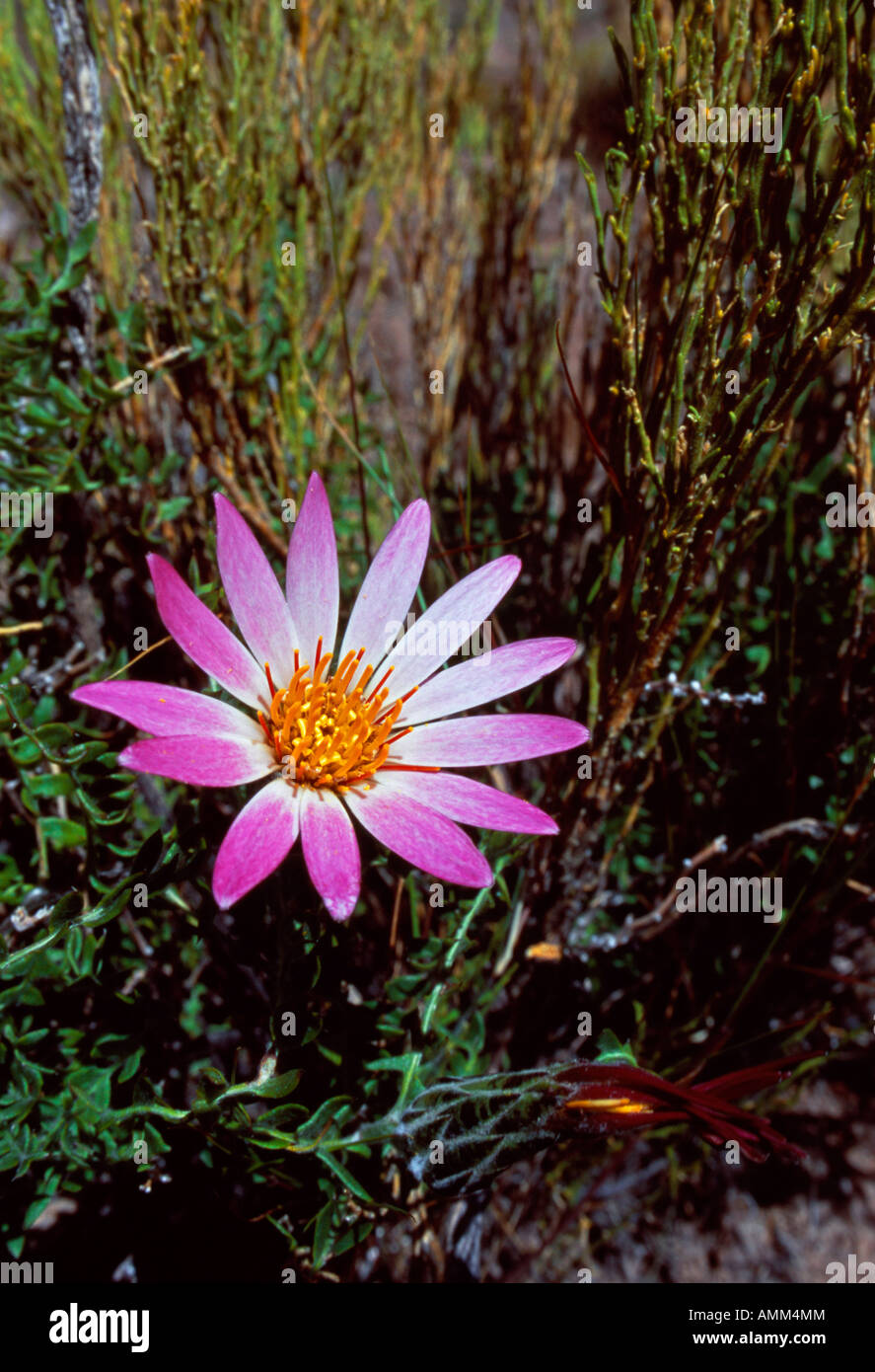 A pink mutisia flower from the asteraceae genus Stock Photo