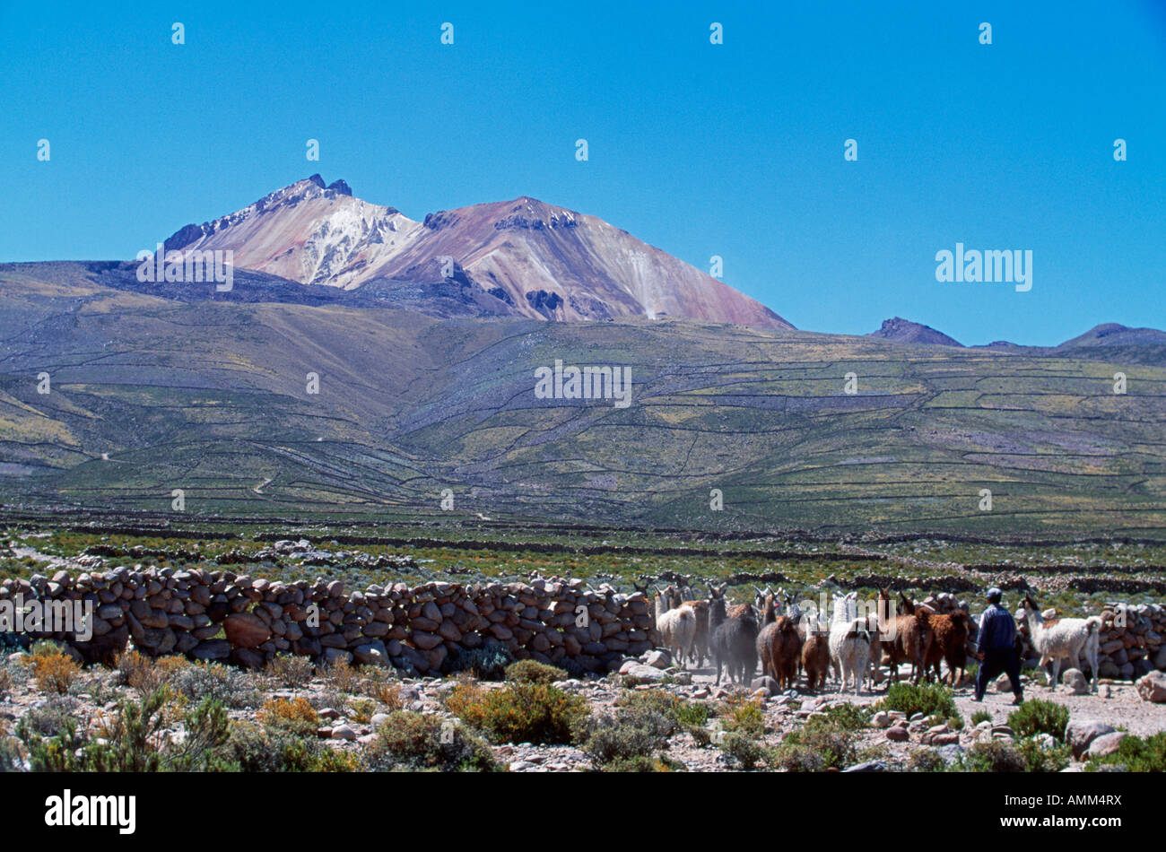 A man drives his herd of alpacas up to their daily grazing paddock from the village of Tahua. Stock Photo