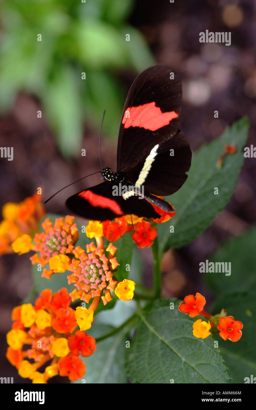 Heliconius erato small postman butterfly red passion flower butterfly