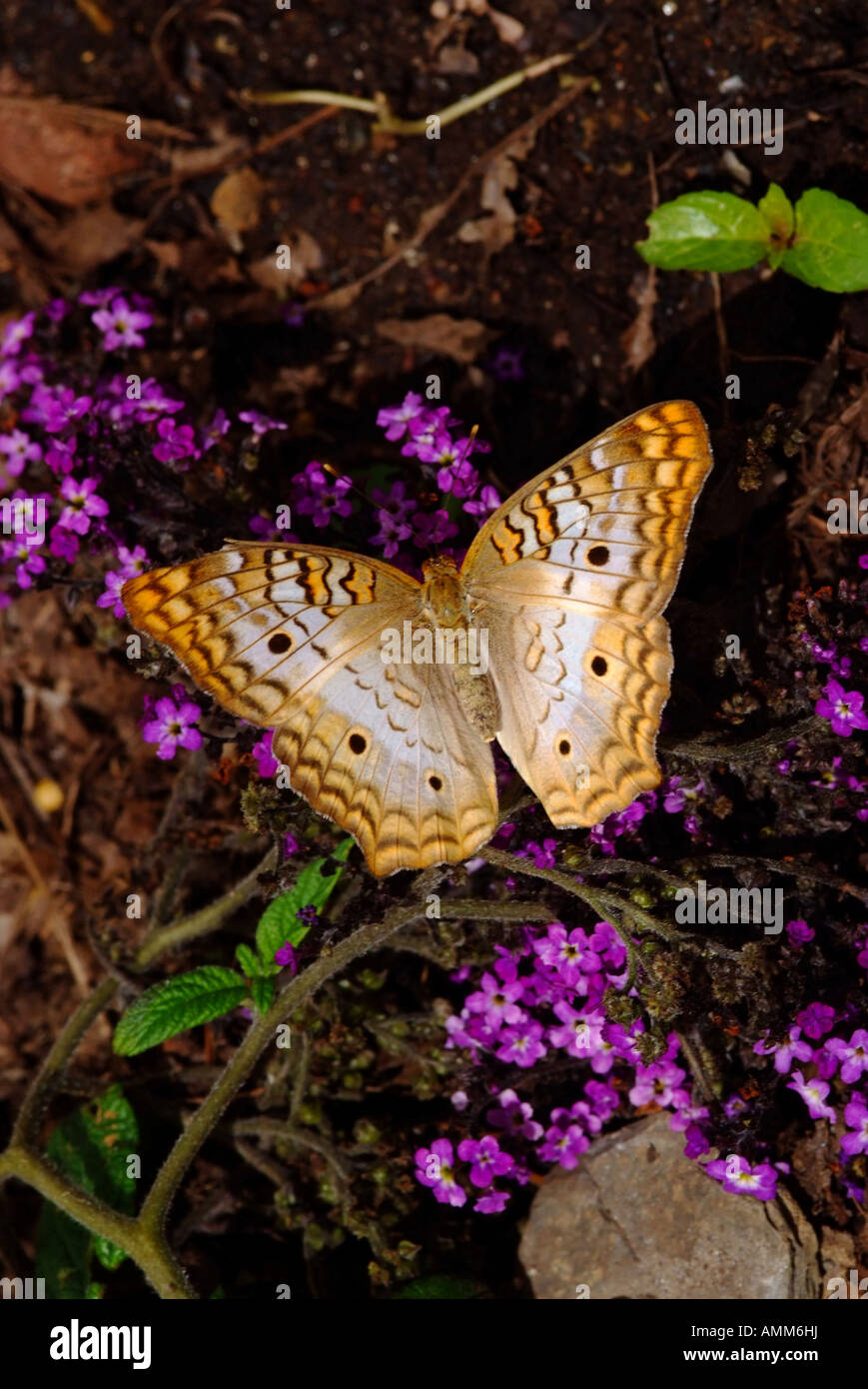 White Peacock Butterfly Resting on Purple Flowers at Hershey Gardens Pennsylvania United States America USA Stock Photo