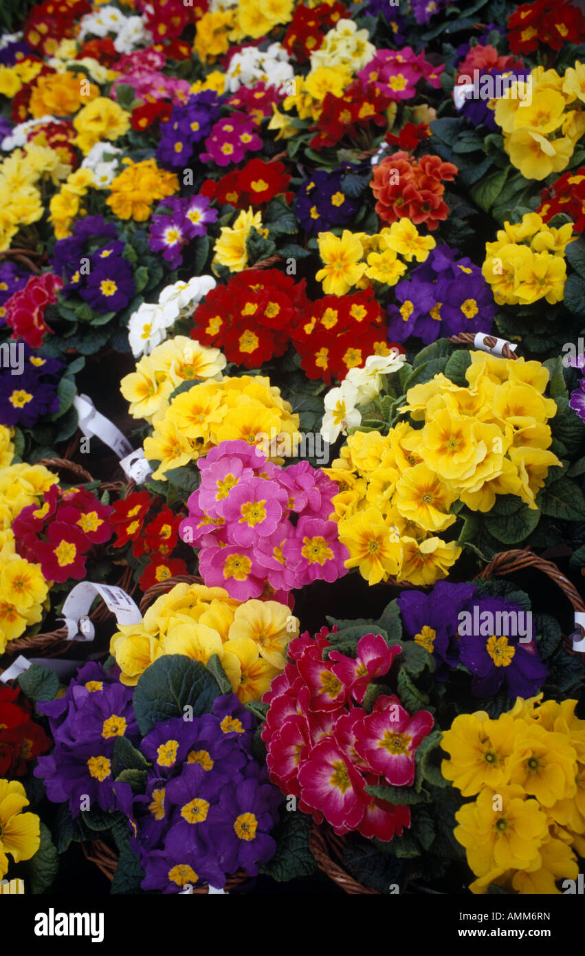 multi coloured primroses on display in a garden centre. UK Stock Photo ...