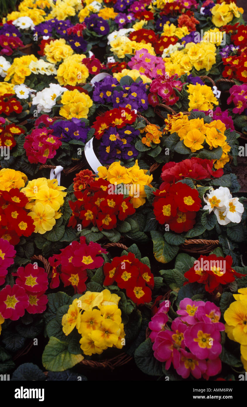 multi coloured primroses Stock Photo - Alamy