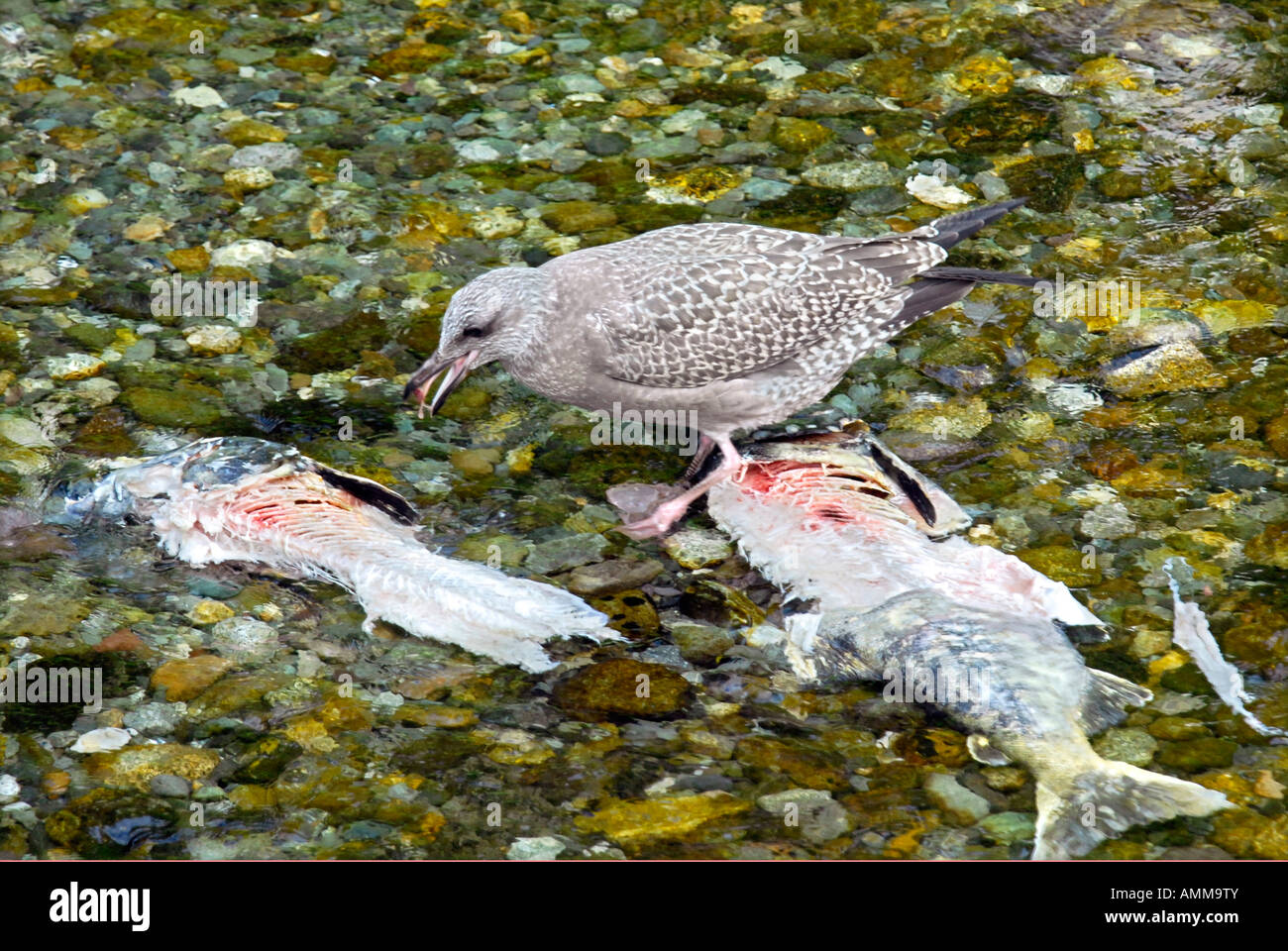 Bird eating dead salmon in Fish Creek Wildlife Observation Site Hyder