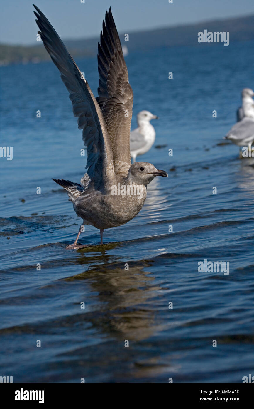Seagul in flight Stock Photo