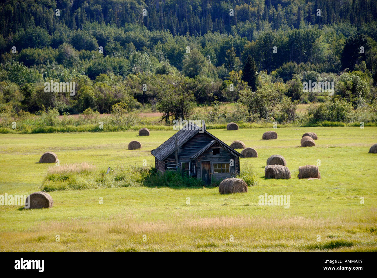 Farm Farmland along Highway 16 near Smithers British Columbia BC Canada barn weathered field crop hay harvest Stock Photo