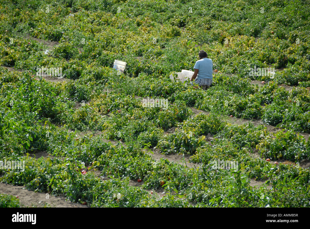 Farmland Crops farming vegetables fruits pick seasonal help employees