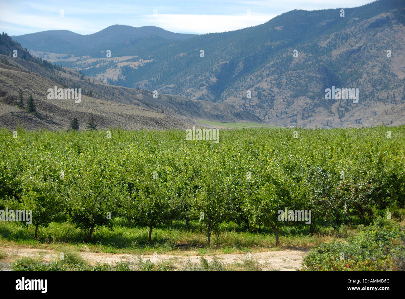 Farmland Crops farming fruit trees in Fraser River Valley along Highway