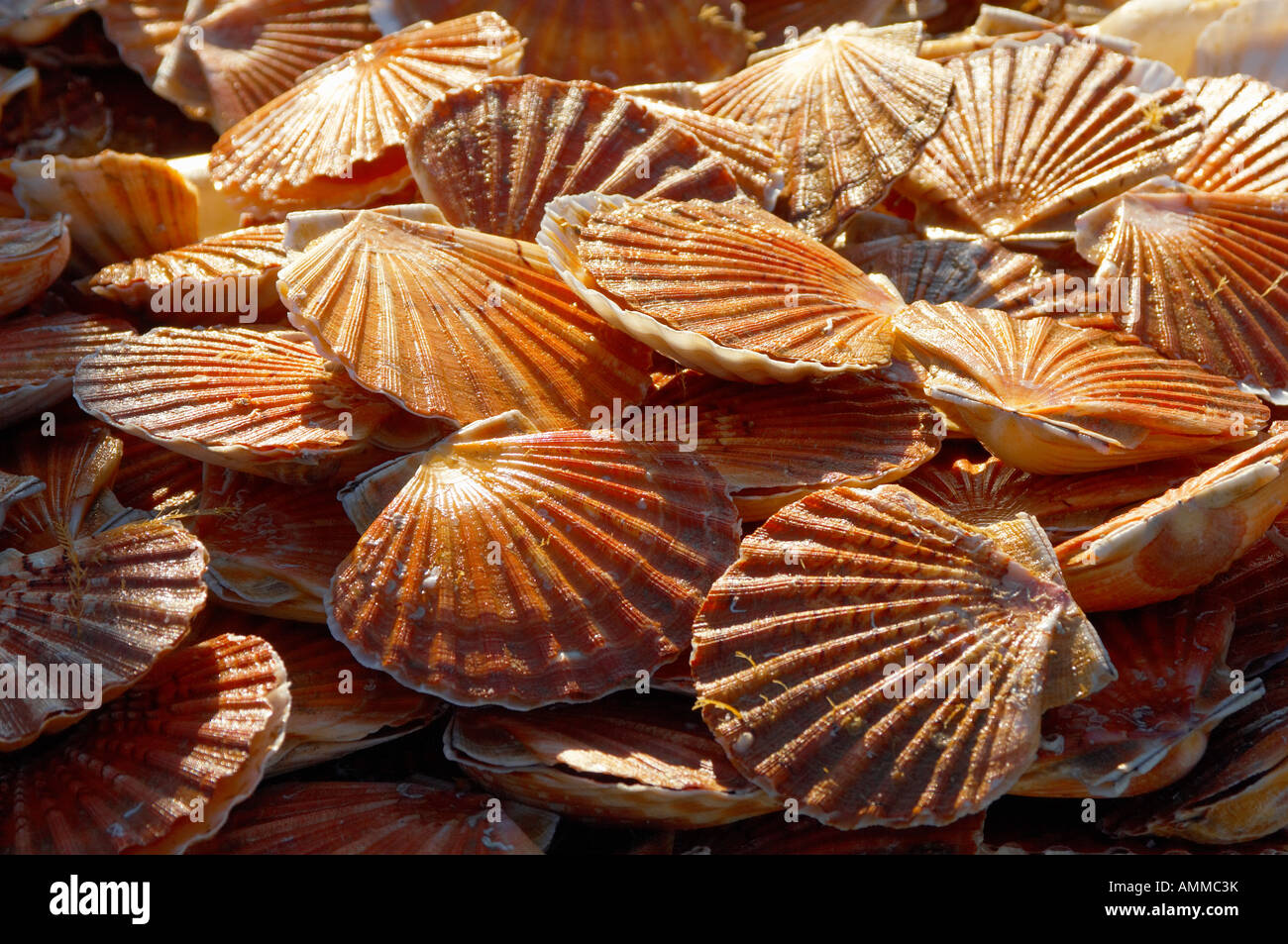 Scallops in shells being landed off a fishing boat Honfleur France Stock Photo