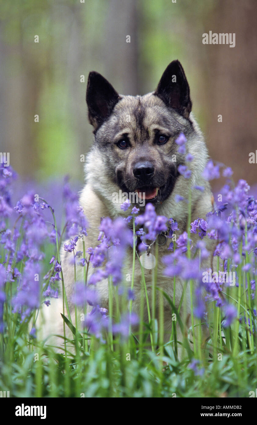 Elkhound 6 Stock Photo