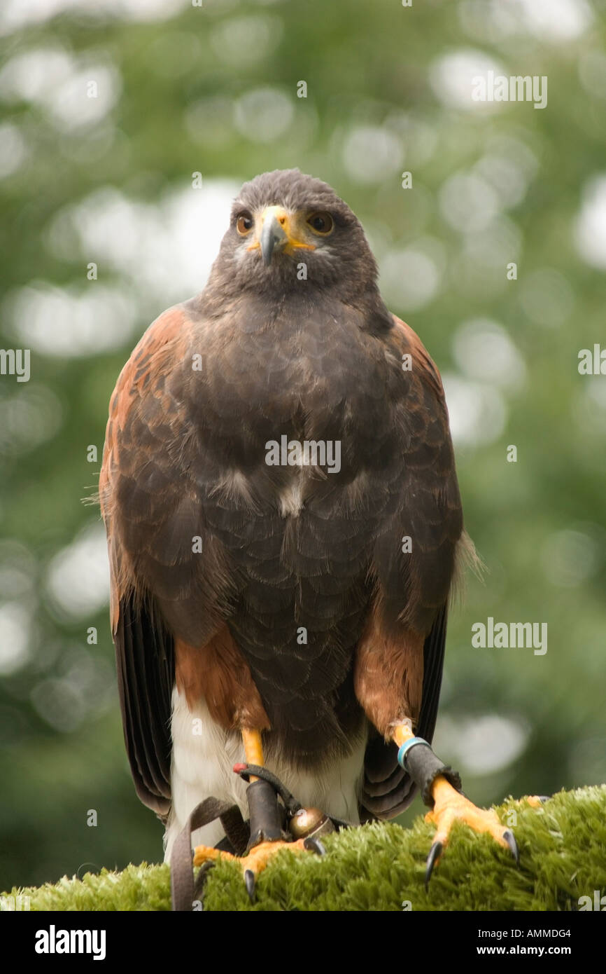 Kingsbury water park hi-res stock photography and images - Alamy