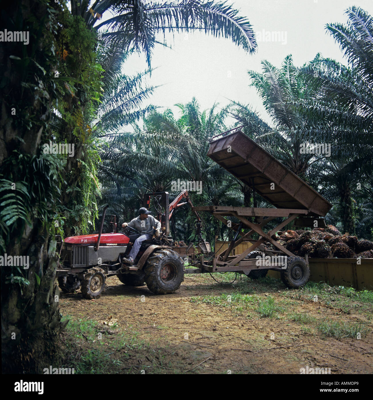 Harvesting Palm Oil Fruit After Collection From Plantation Before Crushing And Processing In Malaysia Stock Photo Alamy
