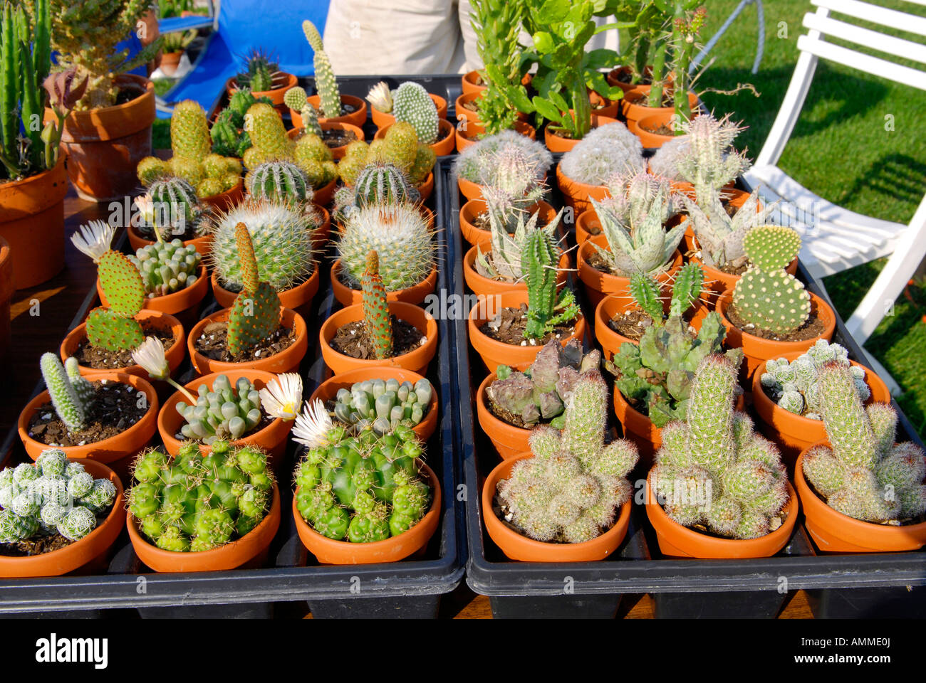 Small Cactus plants for sale at a roadside farmer market stand Stock