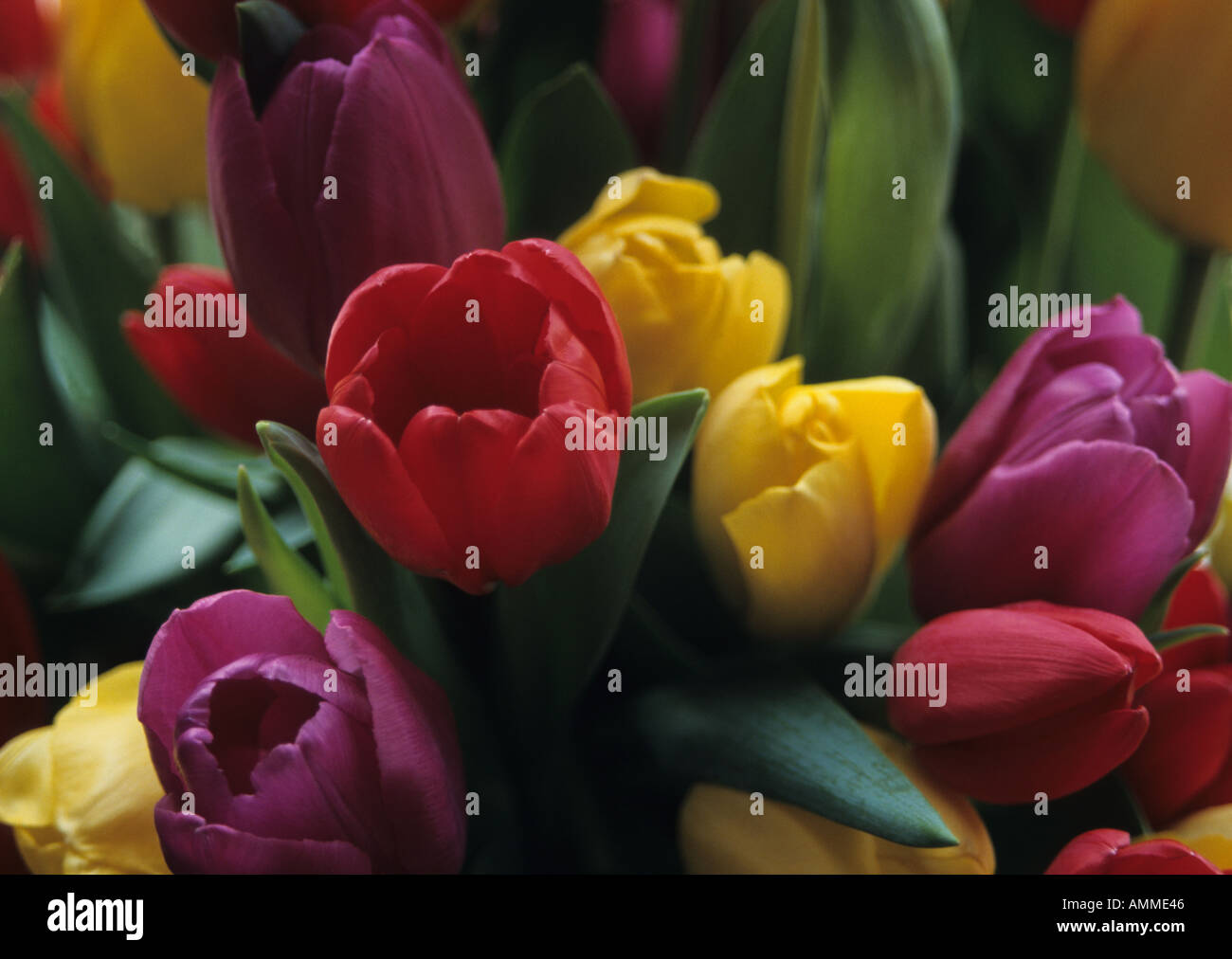 Tulips from Amsterdam Stock Photo Alamy