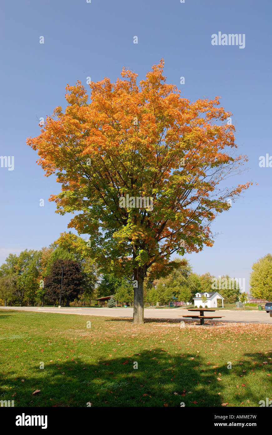 Fall colors abound as trees leaves turn to autumn colors in the