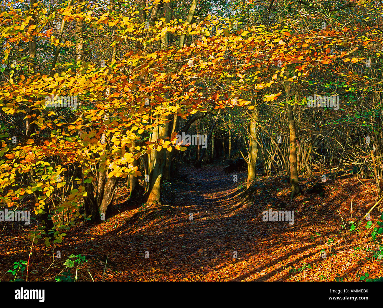 Surrey trees hi-res stock photography and images - Alamy