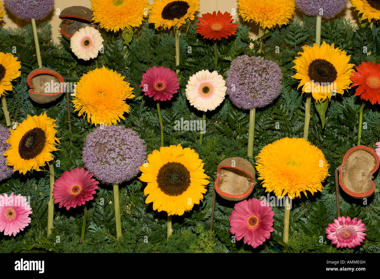 Floral display of sunflower and daisy flower heads against background green ferns UK Stock Photo