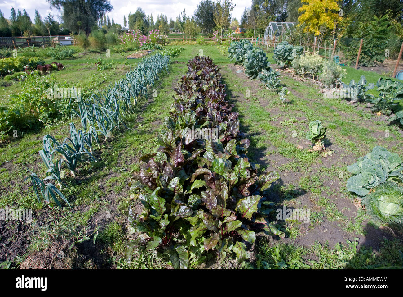 Well stocked French vegetable garden Normandy France Stock Photo Alamy