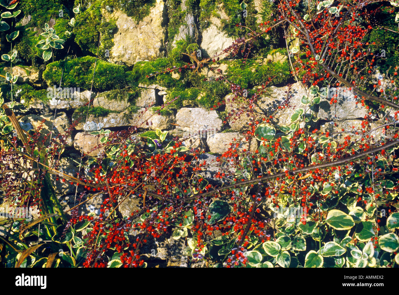 Plants Growing Over a Stone Wall England Stock Photo - Alamy