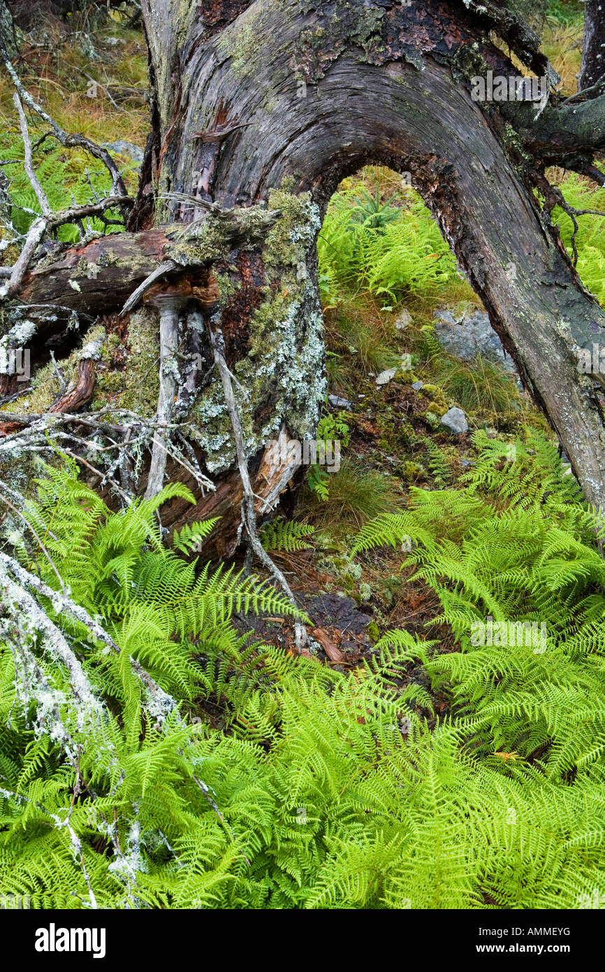 The roots of a fallen tree form an arch over ferns and a spruce tree sapling on Isle Au Haut in Maine s Acadia National Park Stock Photo