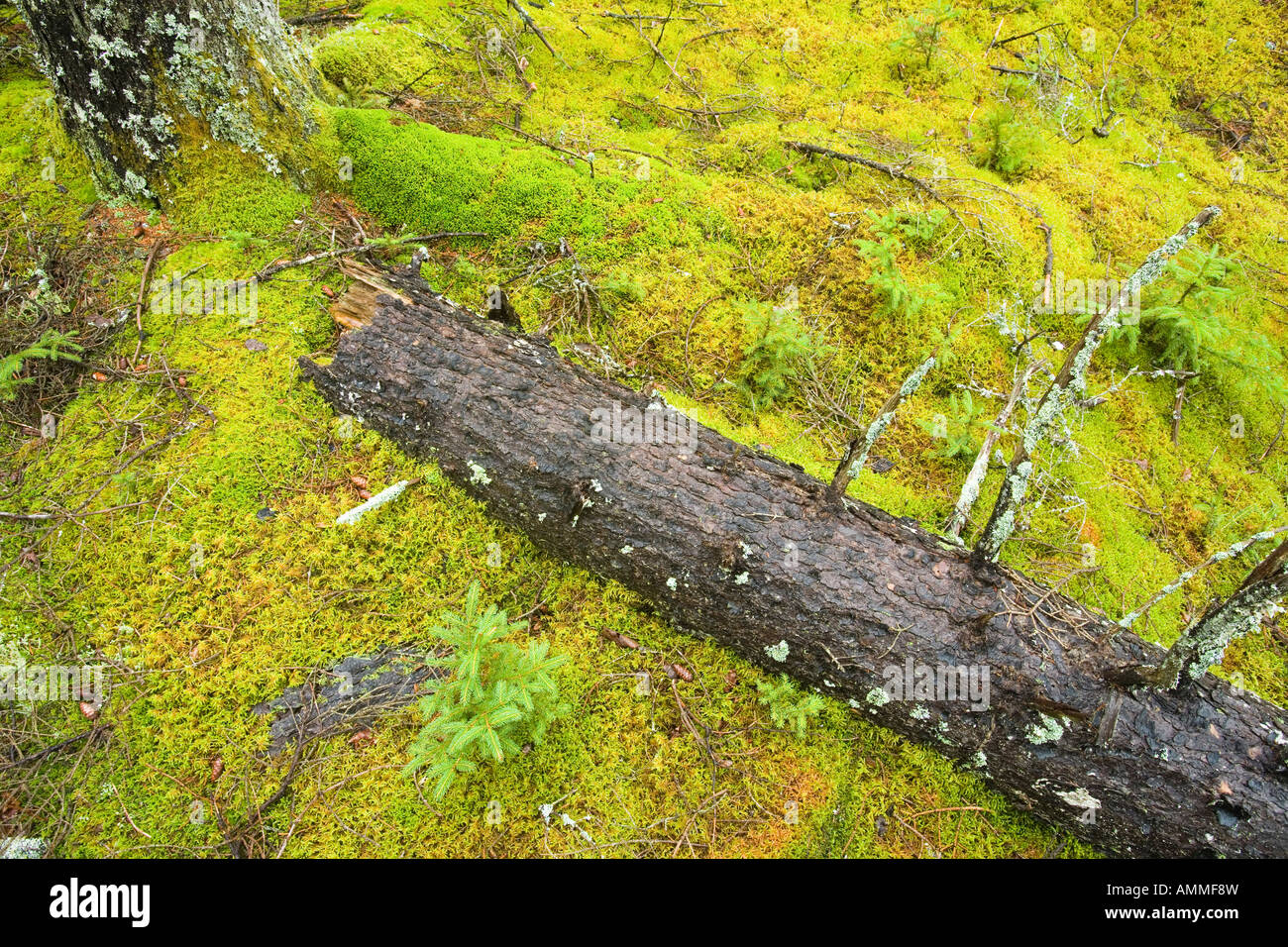 Fallen logs decay into the mossy forest floor in this old spruce forest on Isle Au Haut in Maine s Acadia National Park Duck Har Stock Photo