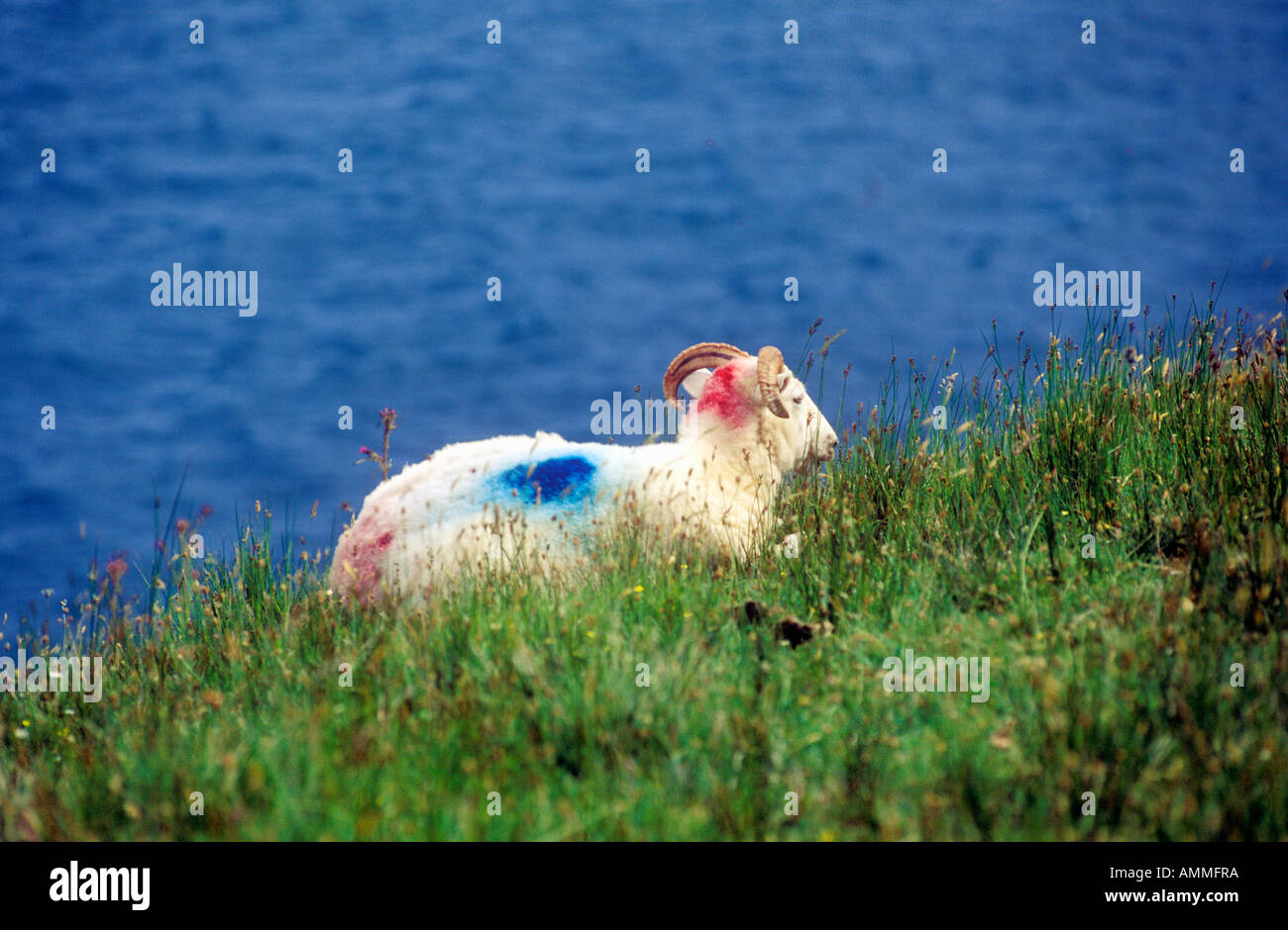 Sheep with colored markings on its wool in Cork Ireland Stock Photo Alamy