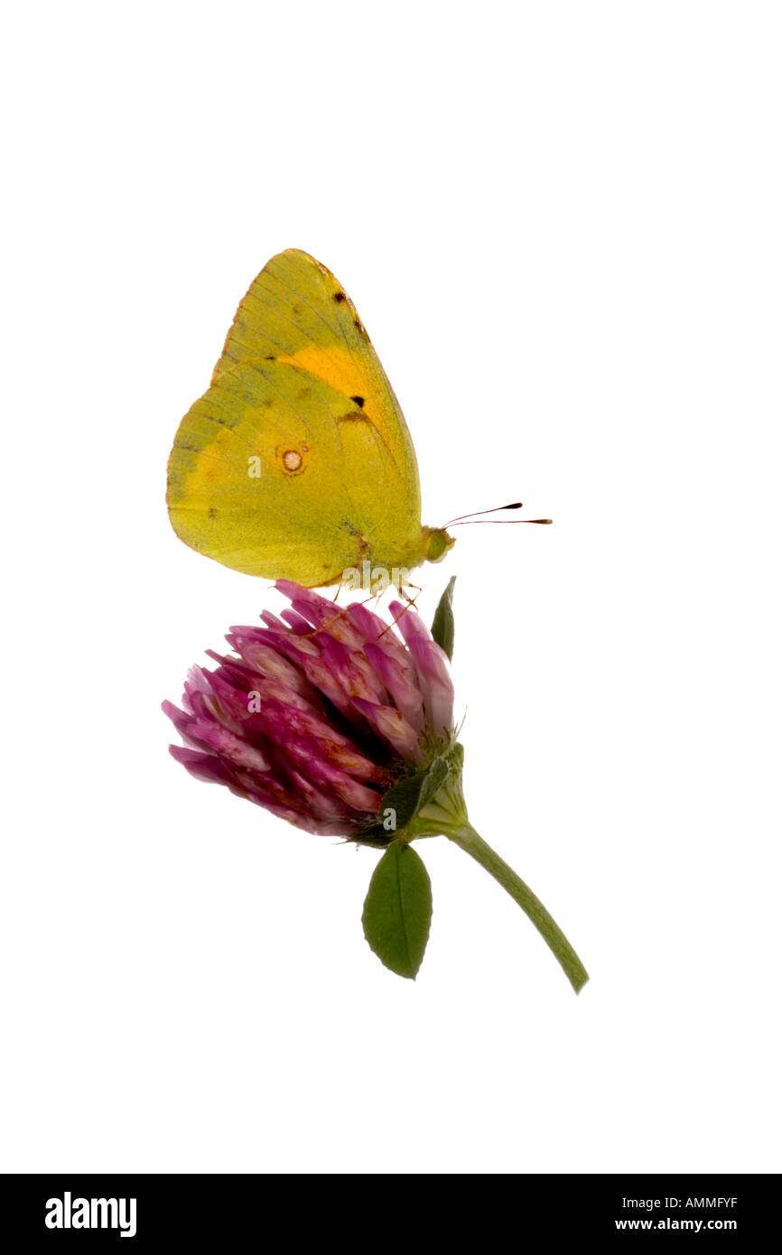 Clouded Yellow On Red Clover Surrey England August Stock Photo