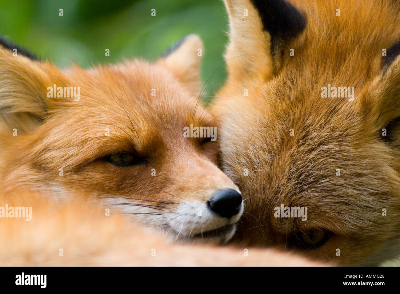 Motherly love Stock Photo