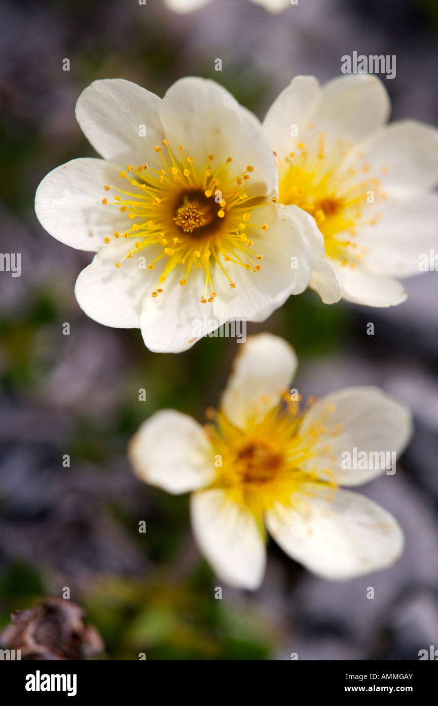 Wild flowers growing on mountain, Newfoundland, Canada Stock Photo Alamy