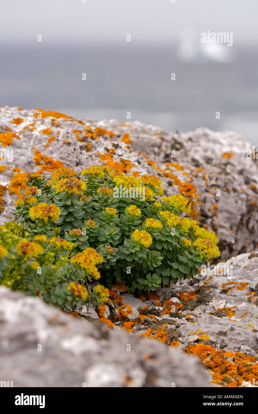 Wild flowers, close up Newfoundland, Canada Stock Photo Alamy
