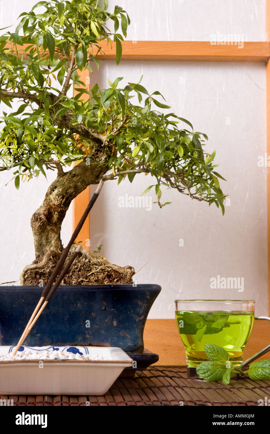 Green tea incense and bonsai Stock Photo