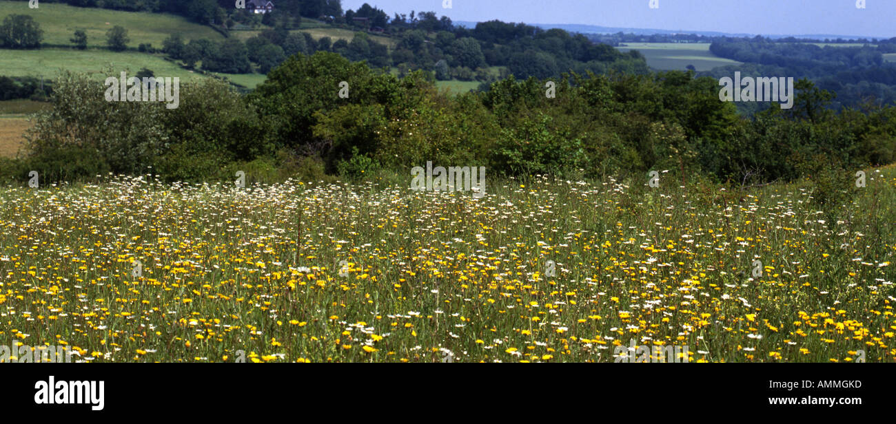 Downland Floral Panorama. Flower rich meadow at Noar Hill Nature Reserve SSSI Selborne Hampshire England July Stock Photo