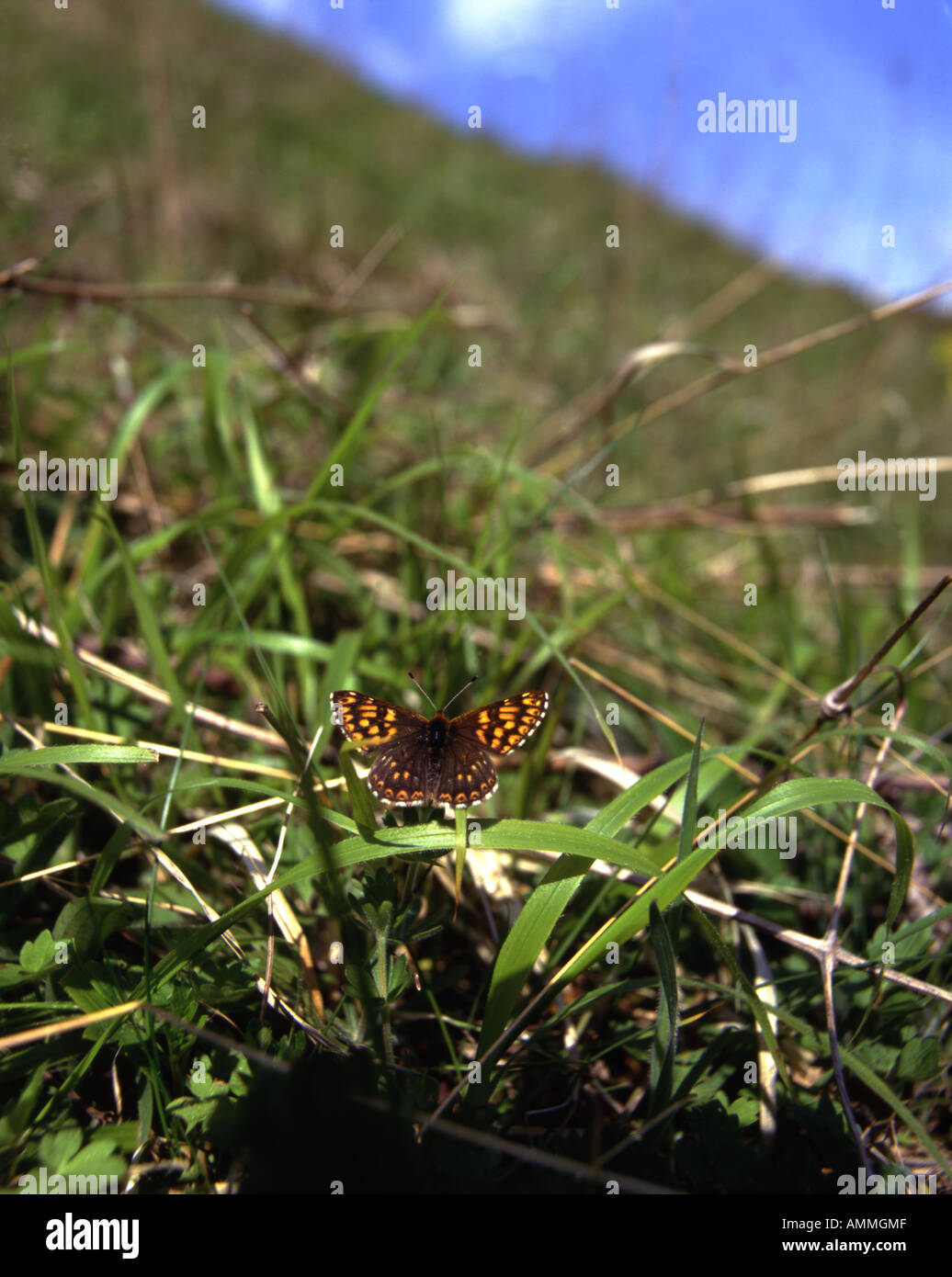 Duke of Burgundy butterfly. Wide angle view wings open resting on grass Noar Hill Nature Reserve Hampshire England Stock Photo