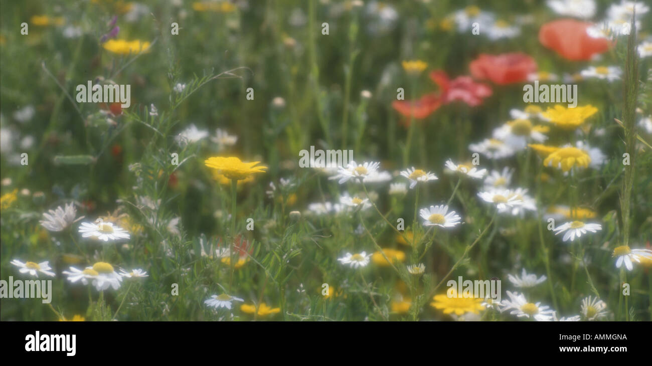 Poppy Daisy Corn Marigold in wildflower meadow. Diffused  Surrey Englland June Stock Photo