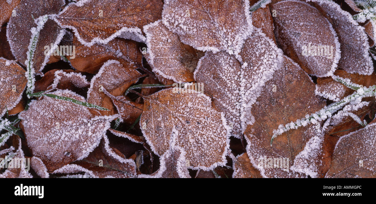Hoar frost on beech leaves hi-res stock photography and images - Alamy
