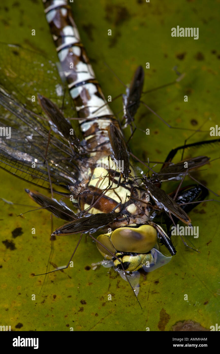 Pond Skaters (Derris lacustris) Feeding on Southern Hawker Dragonfly (Aeshna cyanea) England UK Stock Photo