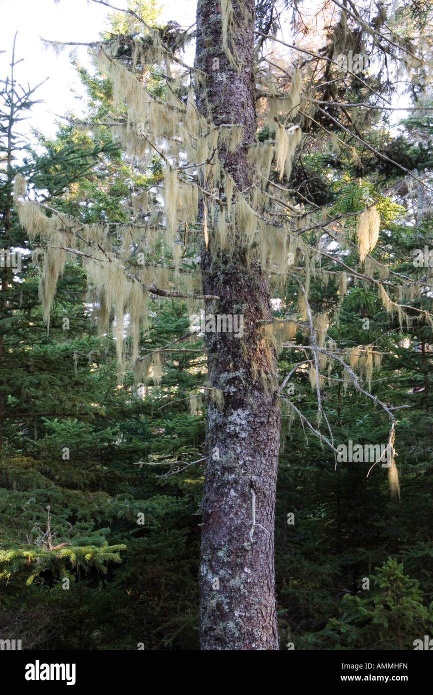 Old Man's Beard lichen hangs from a spruce tree on Isle Au Haut in Maine's Acadia National Park Stock Photo