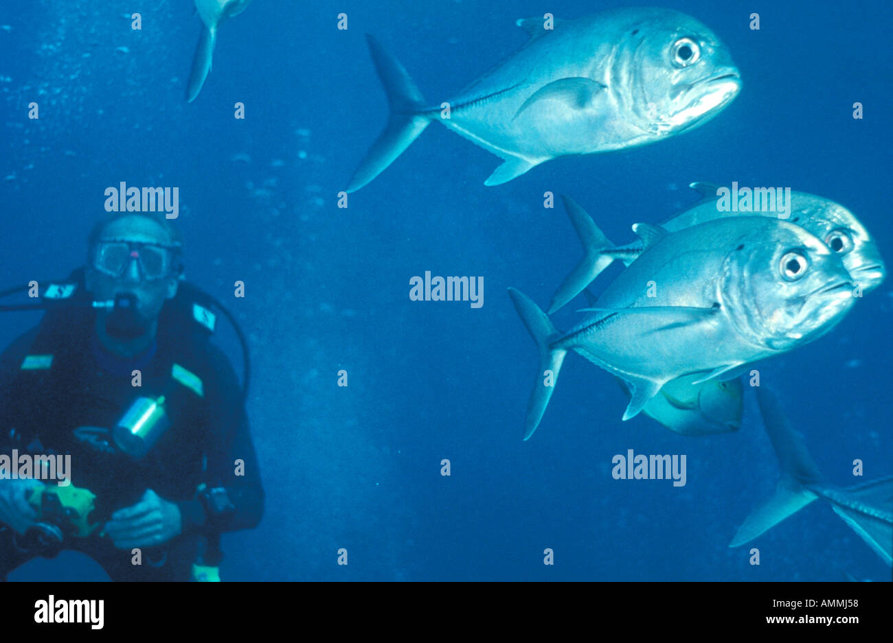 Malaysia, scuba diving Stock Photo Alamy