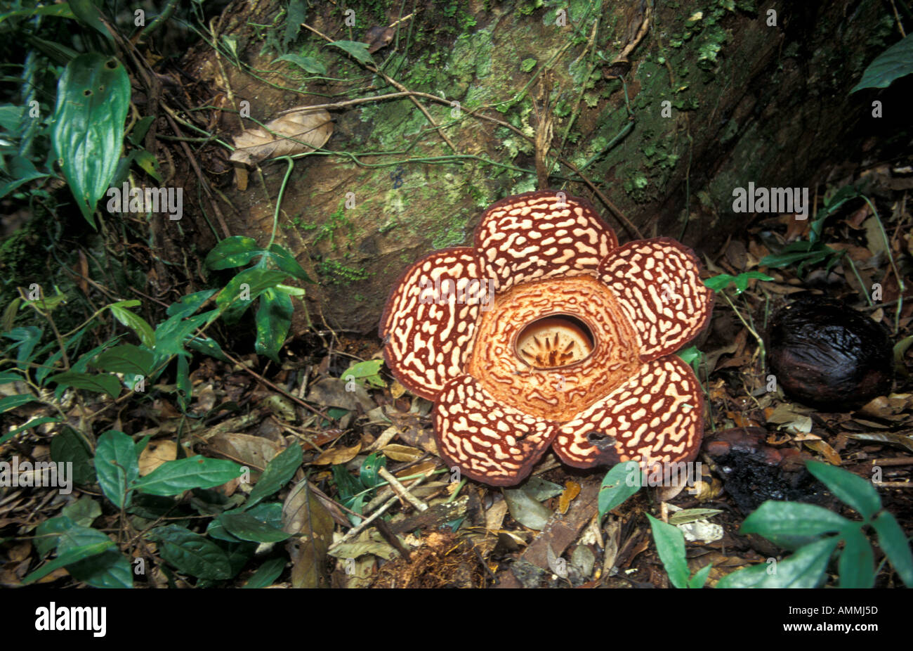 East Malaysia Borneo Sabah Giant Flower Rafflesia Arnoldii Stock Photo Alamy