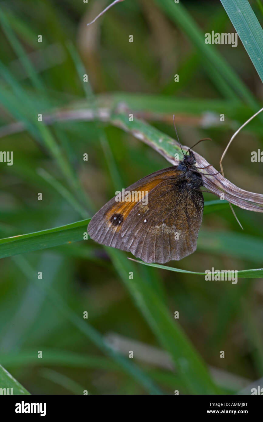 Gatekeeper Butterfly (Pyronia tithonus) - England UK -Side view Stock Photo
