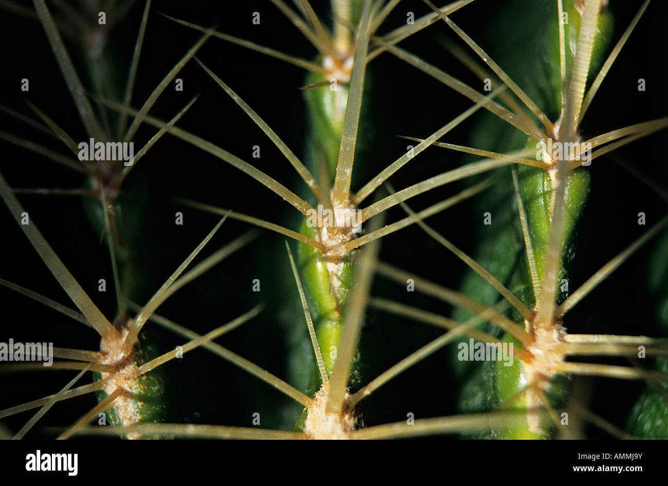 Cactus rib hi-res stock photography and images - Alamy