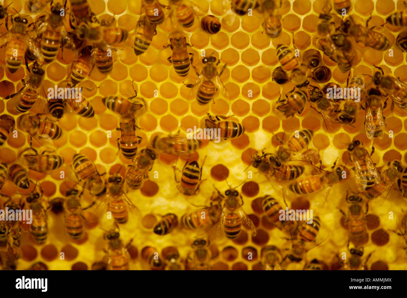 Natural organization bee hive hi-res stock photography and images - Alamy