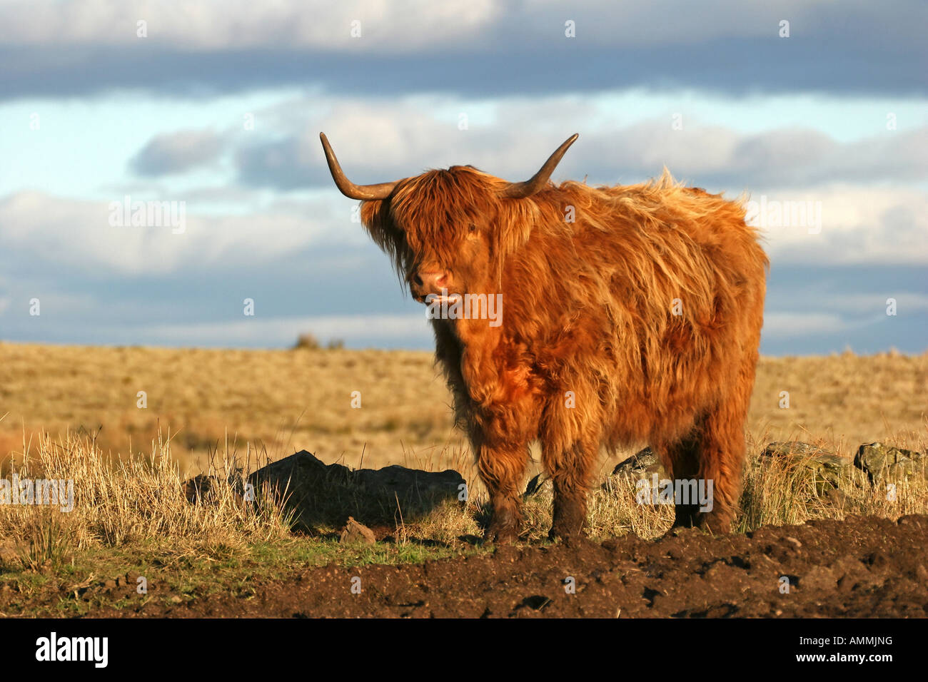 Highland Cow in field Stock Photo - Alamy