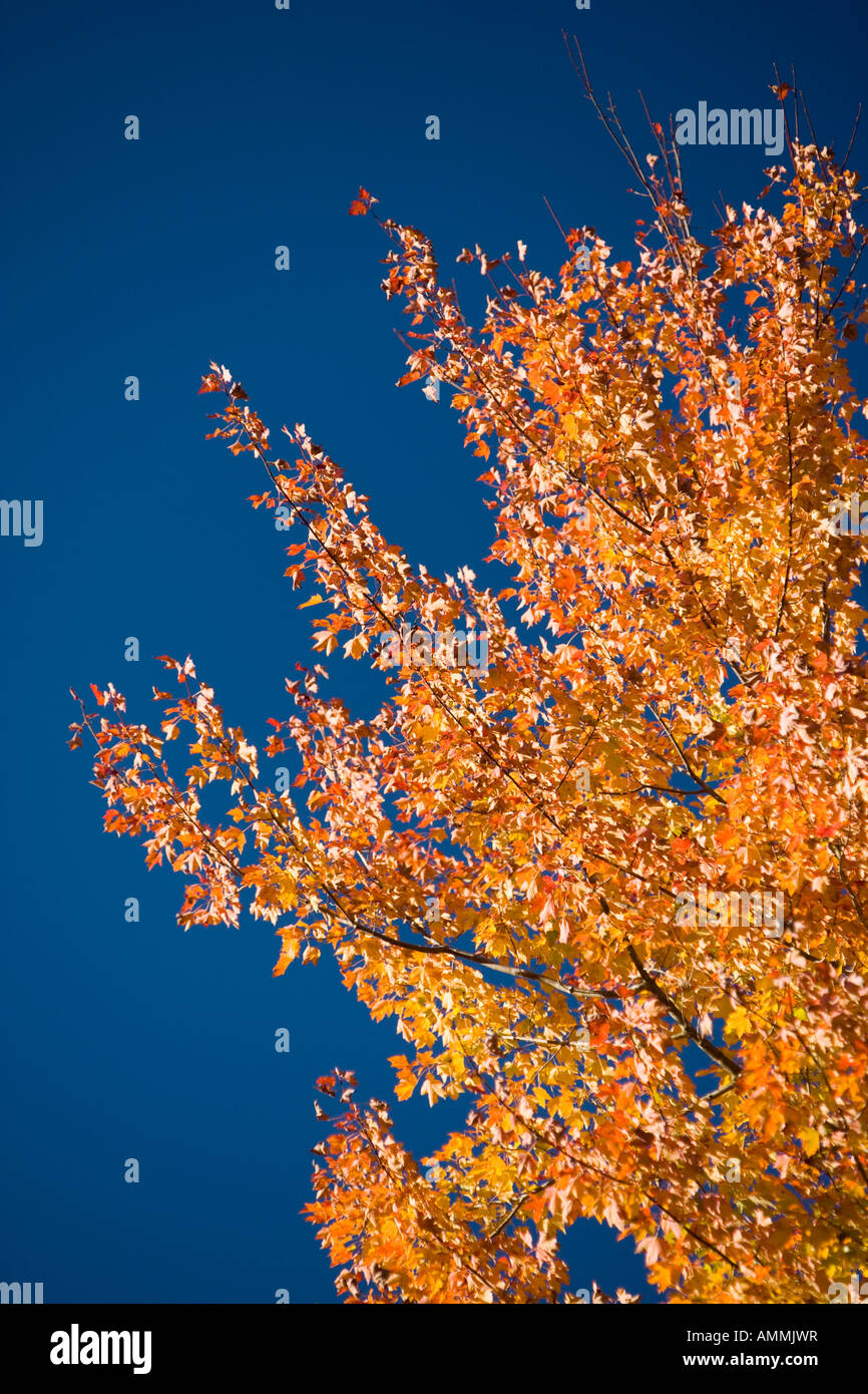Fall along a rail trail in New Hampshire s White Mountains Stock Photo