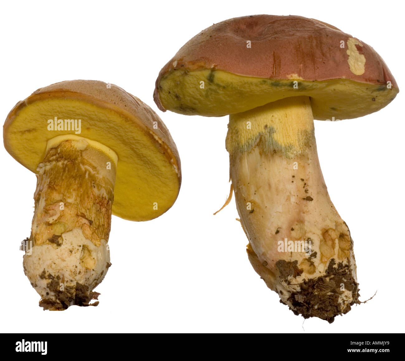 The Pretender Boletus pseudoregis. Underside spores Cap Similar to Royal Boletus Rare Surrey England Stock Photo