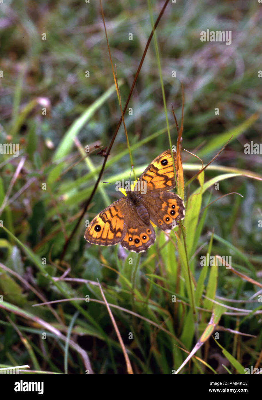 Wall Brown butterfly. Male feeding Ranmore Common Surrey England Stock Photo