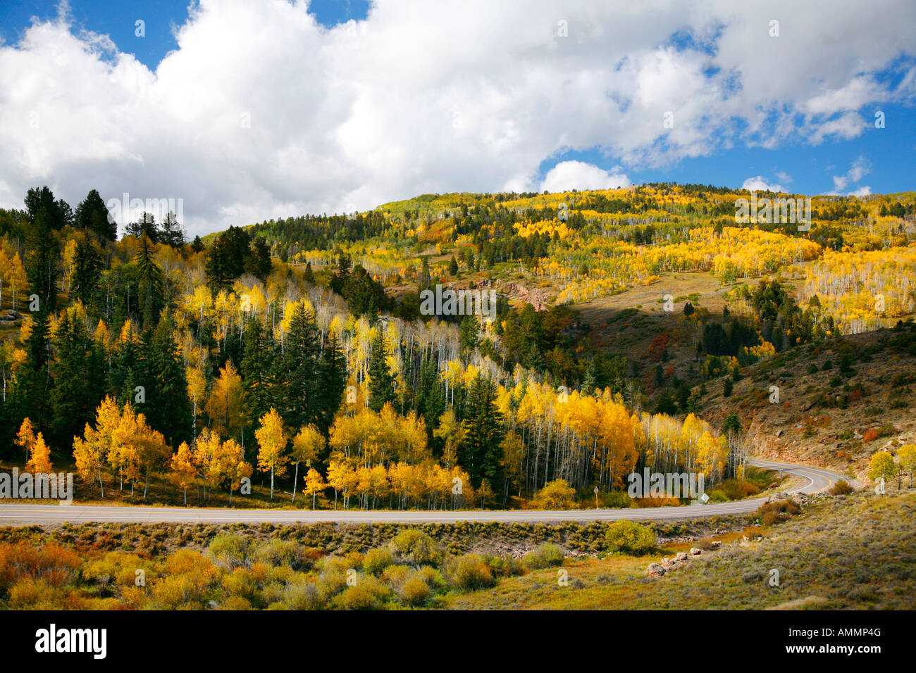 Aspen tree groves and Highway 149 in fall, Curecanti National